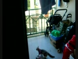 Vid�o un petit vid�o gag de mon chat � voir!!